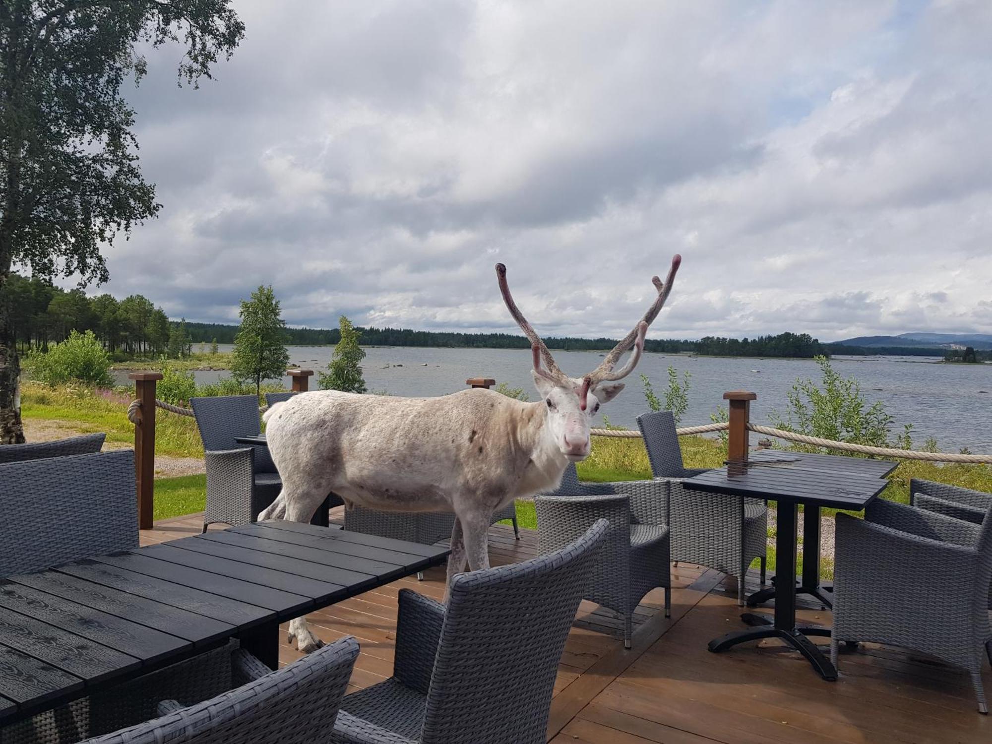 Kraja Otel Arjeplog Dış mekan fotoğraf